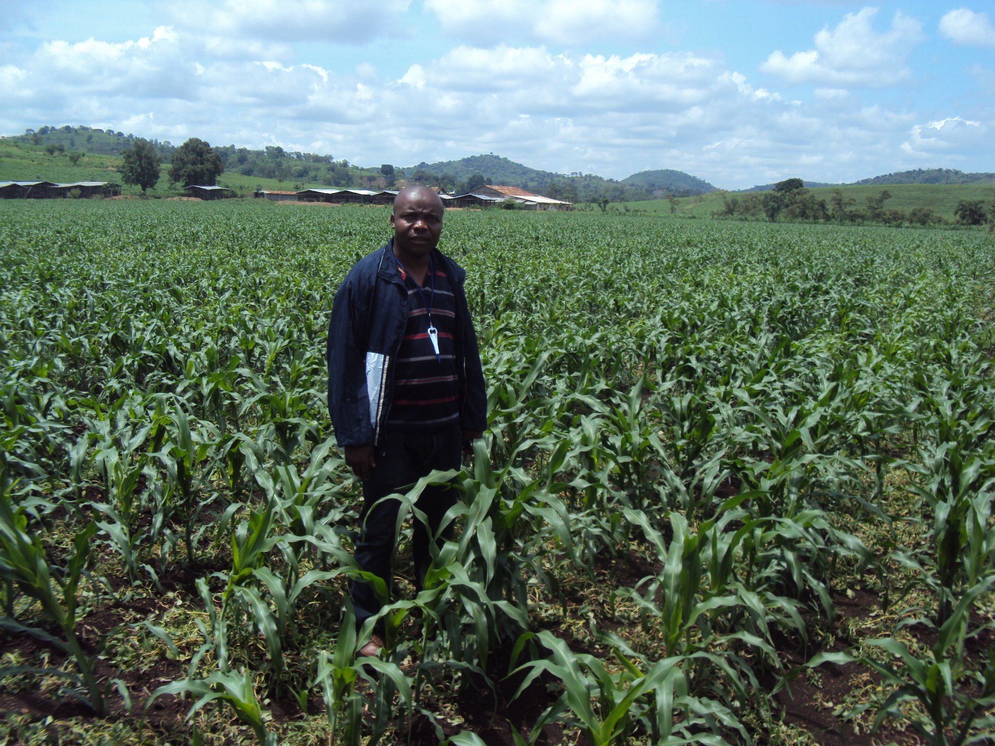 Champ de maïs au Cameroun