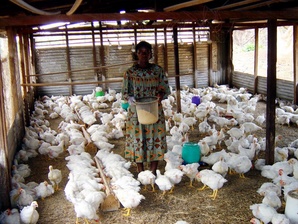 Élevage de volailles au Cameroun